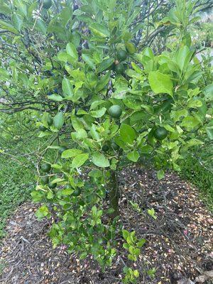 Serendib Tropical Fruit Farm