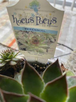 Hocus pocus plant