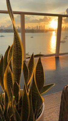 Pretty mid sized snake plant