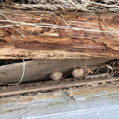 Carpenter ant damage