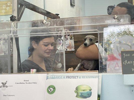 Canine Beach Pet Grooming