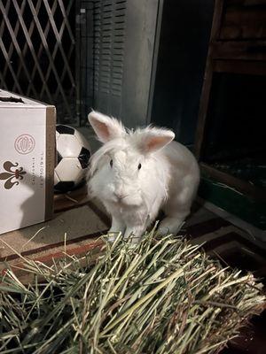 San Diego House Rabbit Society