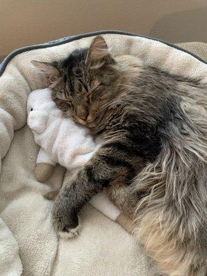 Moon snuggling with his favorite catnap toy "Rat"