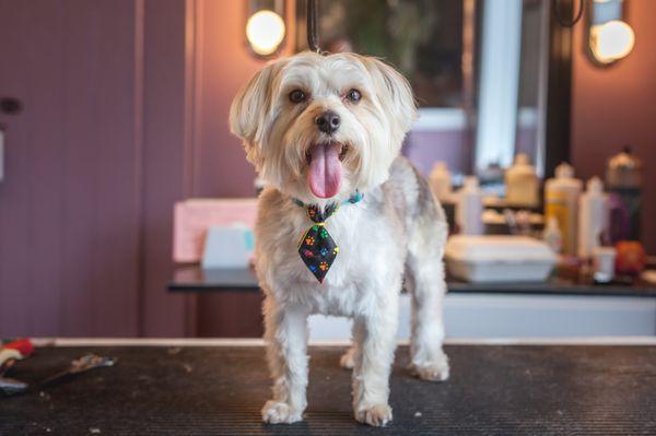 Buddy Sporting His New Tie