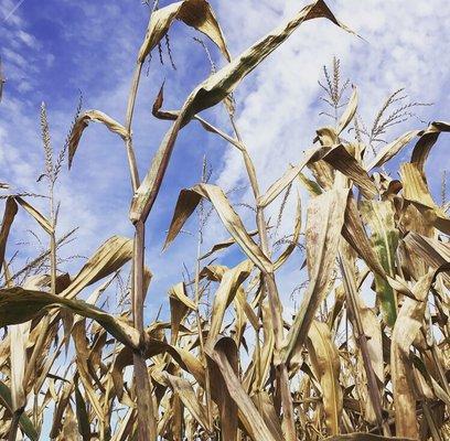 Corn maze.