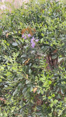 mountain laurel