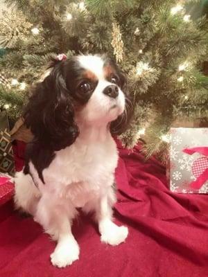 Little Jezebelle is primped and ready with pretty bows in her hair to wish you all a very Merry Christmas.