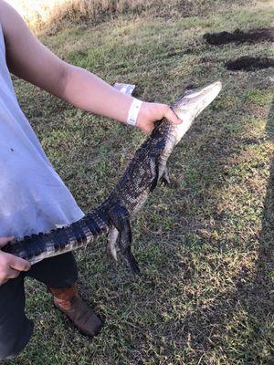 Someone caught a gator on hole 18 today :o