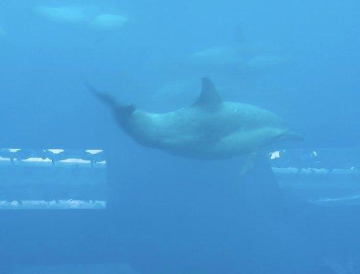 Dolphins in the under water viewing pod. Listen close and you may hear them, too!