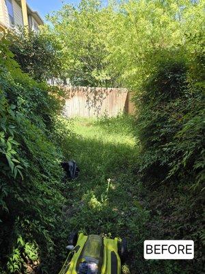 Overgrown Grass and Bushes