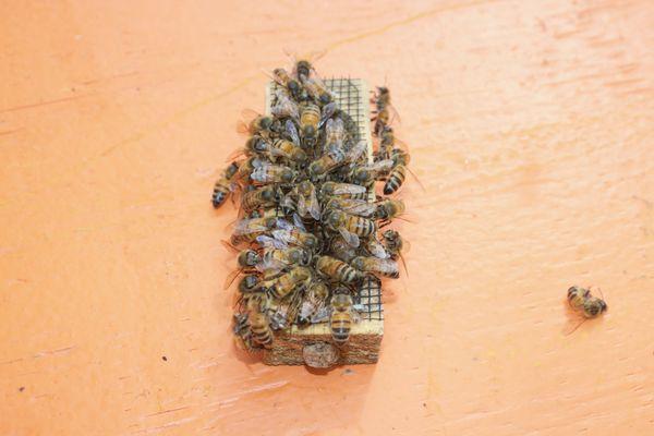 these bees LOVE this queen