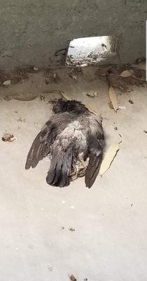 Dead birds left on patios next to bedroom so your inhaling all the diseases from these birds