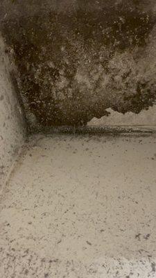 Mold due o improper  washer and dryer.