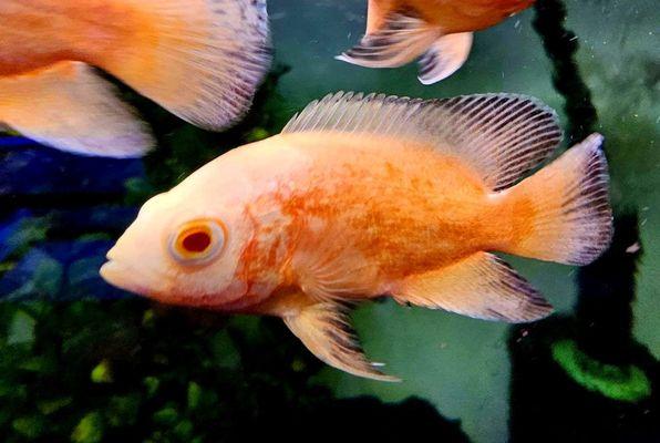 Albino oscar Special order welcomed