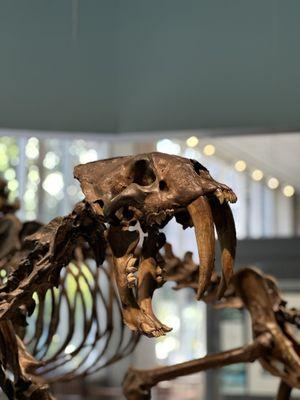 Sabertooth tiger skeleton