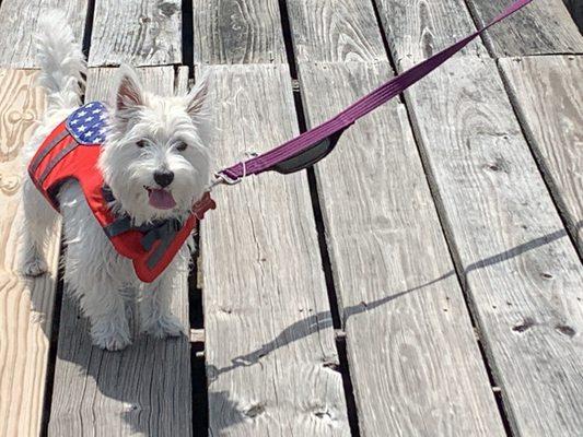 Our six month-old pup. She enjoyed her visit to Lakeside which is dog-friendly.