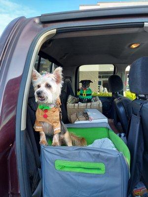 Look at how happy my furry babies are to be dropped off at the wonderful  DOWNTOWN DOGGIE CENTER!!!