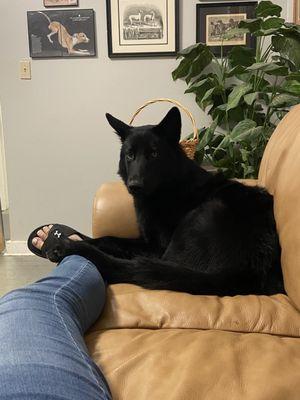 Kona just keeping my feet warm making herself at home on the couch