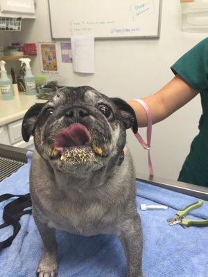 Nigel gets distracted with Kong cheese when he gets his nails trimmed. He's a big fan o' dat cheese!!