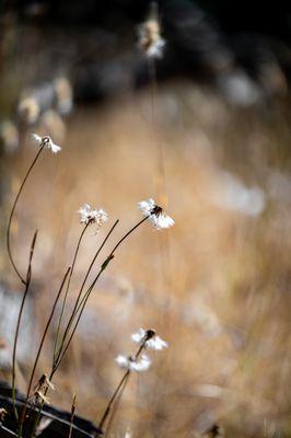 Mount Madonna County Park