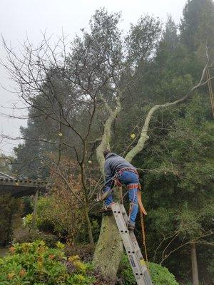 heading up a fallen Oak tree