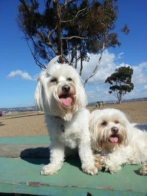 Tess and tucker love staying with us