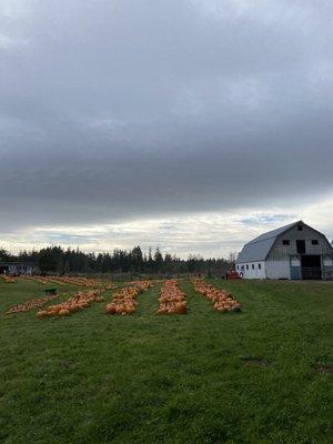 Pumpkins!