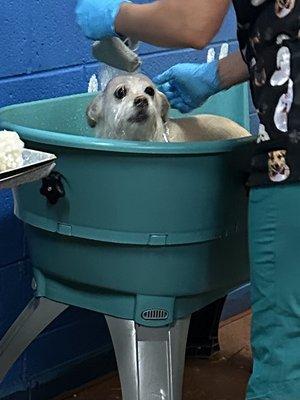 Bald dog in vet class