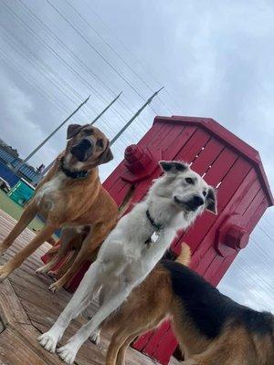 My pup and her friends at daycare in the outdoor play area