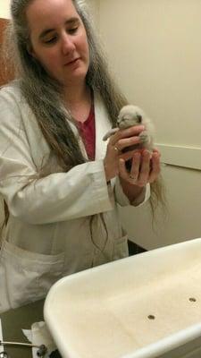 Dr. Embree with 1 week old Siamese kitten from Madison-Greene Humane Society