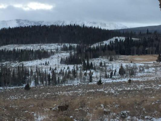 A nice buck with gore range in the background