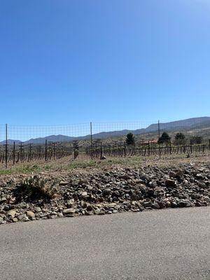 Cabernet vines