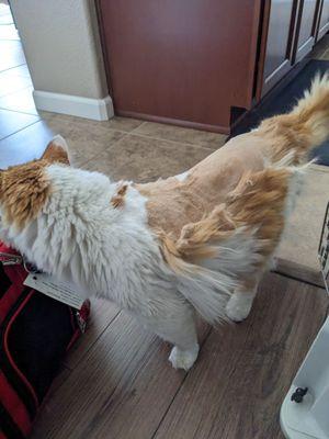 My cat's weird haircut