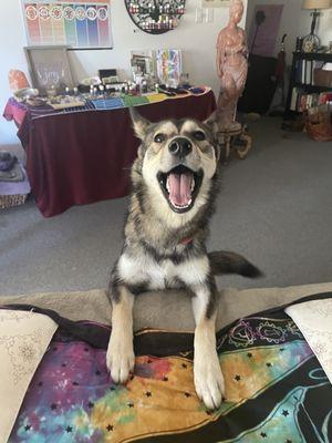 Have your tried puppy assisted Reiki?  Meet our new pup, LunaLu!  Available upon request!

(Alt text - a happy husky mix pup at my office)