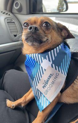 Cody sporting his bandana!