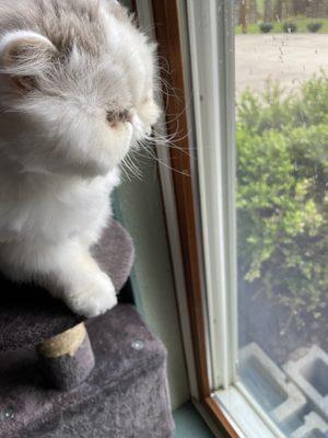 My cats whiskers were cut on one side of his face