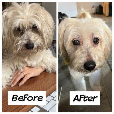 From disheveled to dashing. Thanks Paw Alley!