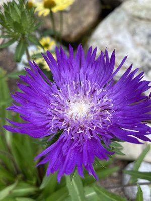 Aster