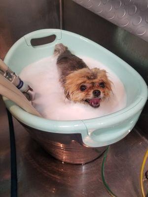 Little Pomeranian Shadow gets a Microbubble treatment for his skin condition!