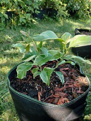 Variegated Pink Eureka Lemon Tree