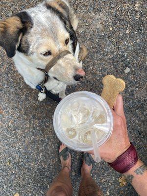 iced chai and a dog treat to go (dog not included in order)