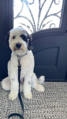 Bentley Bernedoodle