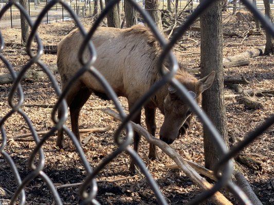 Elk behind fence