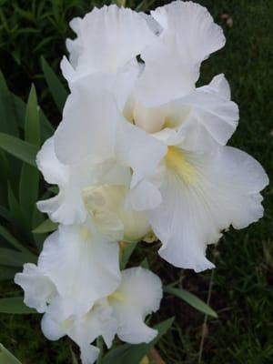 This Spring the irises were truly amazing! Bennington has an Iris Festival.