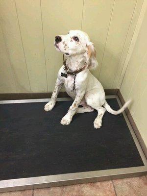 Little "Whiskey" the English setter in for a check up!