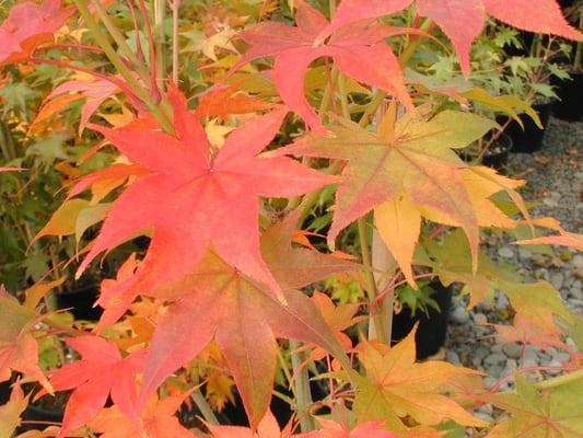 Acer p. Hogyoku is another heat demon.  Green spring, green summer & Orange Fall.  Landscape to 12'.  One of our favorites.