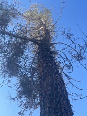 The sparse branches that made them assume we are not watering that were blown sparse by wind