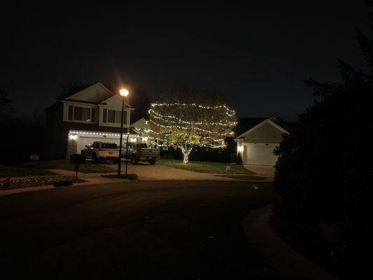 Holiday Lighting - Maple Tree