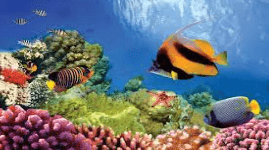 The Great Barrier Reef