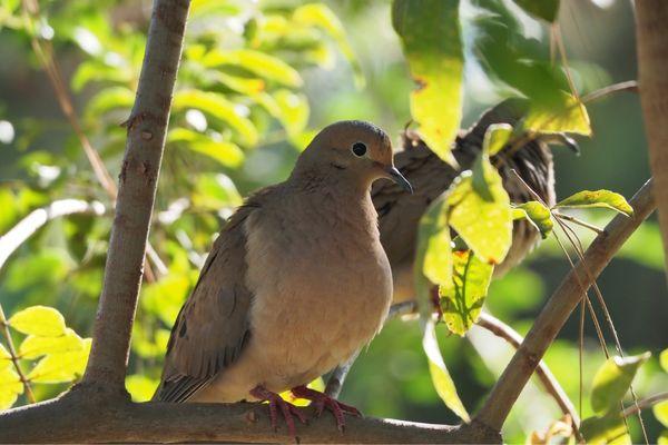 Morning Doves